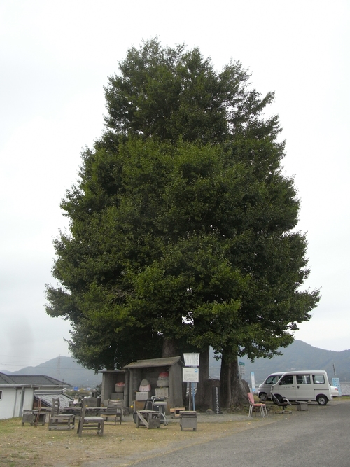 京間の大イチョウ