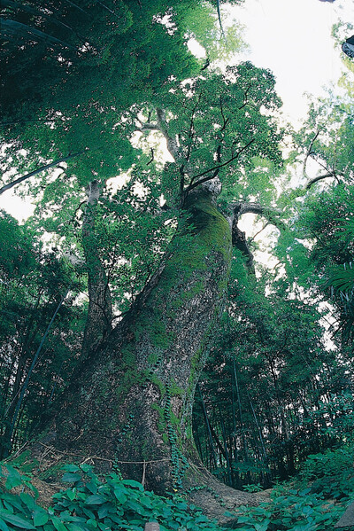 蓮池の樟