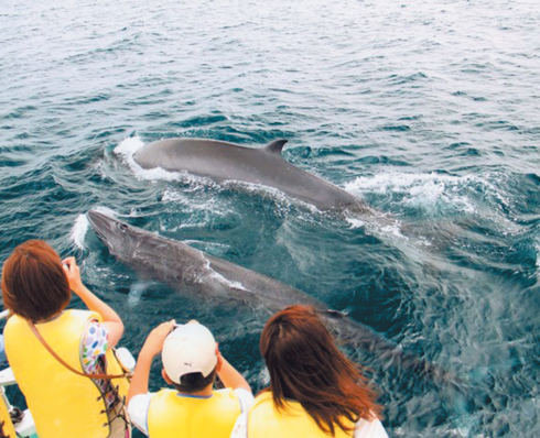 遊ぼう｜土佐市