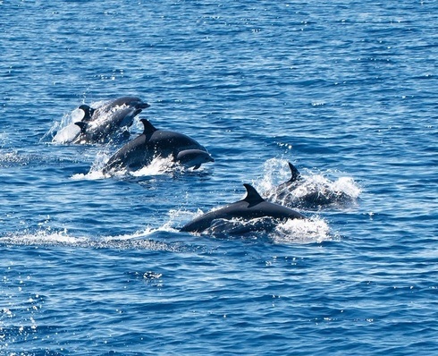 遊ぼう｜土佐市